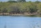 Birds , Wetland and Acacia  Tree