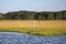 Birds in the wetland in Chincoteague National Wildlife Refuge, Assateague Island National Seashore, Chincoteague, Virginia