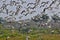 Birds of the Wetlands of Cutler Bay