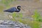 Birds of the Wetlands of Cutler Bay