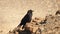 Birds who built their house in the bare stone Jewish desert.
