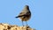 Birds who built their house in the bare stone Jewish desert.