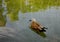 Birds in wildlife. Beautiful l duck swims in lake or river with