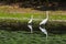 Birds and wildlife fauna of Danube Delta