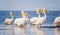 Birds and wildlife fauna of Danube Delta. Beautiful images with pelicans