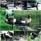 Birds in wildlife. Wild ducks animal on stone of pond bank side view. Awesome duck in wildlife