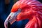 Birds wildlife wild tropical orange nature feathers zoo animal pink flamingo beak one exotic