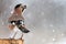 Birds in winter - Eurasian jay, Garrulus glandarius, sitting on a stick with the peanut in its beak during a snowfall