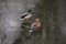 Birds Wintering on a winter lake