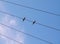 Birds on the wire