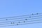 Birds on a wire