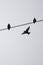 Birds on a wire