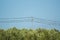 Birds on a wire behind bushes against the blue sky.