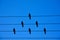 Birds on the wire. Birds on a wire on a background of blue sky. The concept of teams and teamwork, not like everyone else, and a