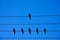 Birds on the wire. Birds on a wire on a background of blue sky. The concept of teams and teamwork, not like everyone else, and a