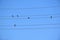 Birds on wire on blue sky. Birds silhouettes, minimalist photography.