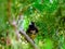 Birds of the world.Male of  Yellow-bellied seedeater Sporophila nigricollis in natural    environment.