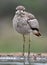 Birds of Zimanga Park in South Africa