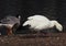 Birds in zoopark, Kazakhstan