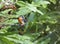 Birdscape of Common Kingfisher Alcedo atthis