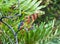 Birdscape of Common Kingfisher Alcedo atthis