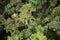 A birdseye view of an Australian rain forest