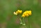 Birdsfoot Trefoil , Lotus corniculatus flower