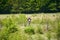 Birdwatcher with binoculars