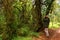 Birdwatcher in tropical forest