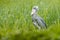 Birdwatching in Africa. Shoebill, Balaeniceps rex, portrait of big beak bird, Congo. Detail wildlife scene from Central Africa. Ra