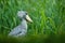 Birdwatching in Africa. Shoebill, Balaeniceps rex, portrait of big beak bird, Uganda. Detail wildlife scene from Central Africa. R