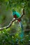 Birdwatching in America. Exotic bird with long tail. Resplendent Quetzal, Pharomachrus mocinno, magnificent sacred green bird from