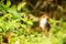 Birdwatching in Colombia, South America. Bicolored antpitta, Grallaria rufocinerea, Rare bird in the nature habitat. Antpitta in d