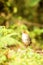 Birdwatching in Colombia, South America. Bicolored antpitta, Grallaria rufocinerea, Rare bird in the nature habitat. Antpitta in d