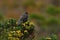 Birdwatching in Colombia, South America. Bird from Colombia. Rare bird in the nature habitat. Black bird with red bill, Los