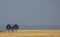 Birdwatching house in the Wadden Sea between the northern Netherlands and Germany