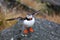 Birdwatching in Norway - puffin