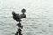Birdwatching spotting scope monocular on a tripod near the water