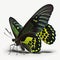Birdwing butterfly Ornithoptera alexandrae. Beautiful Butterfly in Wildlife. Isolate on white background