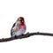Birdy Tap dance. Bird on white isolated background with clipping path. A tap dance is sitting on a branch.