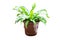 Birdâ€™s nest fern or Scientific name Asplenium nidus. Grown in a brown potted. A sacred tree and used to decorate the garden. on