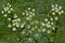 Birght white cow parsley flower screens