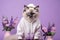 Birman Cat Dressed As A Sports Athlete On Lavender Color Background