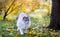 birman cat in nature