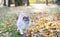 birman cat in nature