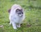 Birman cat in nature