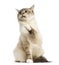 Birman cat sitting, pawing up, 1 year old,