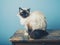 Birman cat sitting on a wooden desk