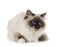 Birman cat in studio