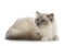 Birman cat in studio